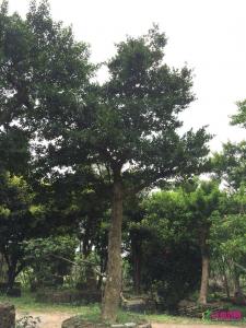 和顺